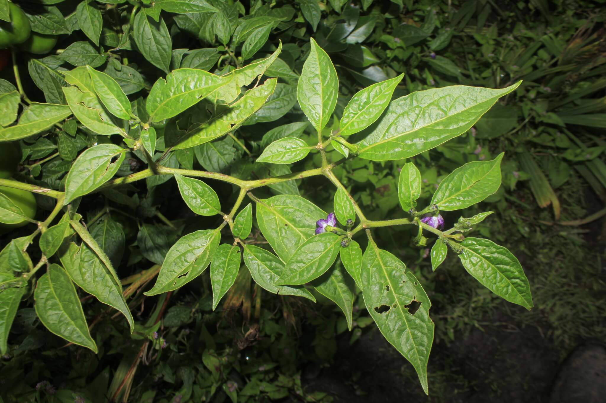 Capsicum annuum cv. ‘Manzano’